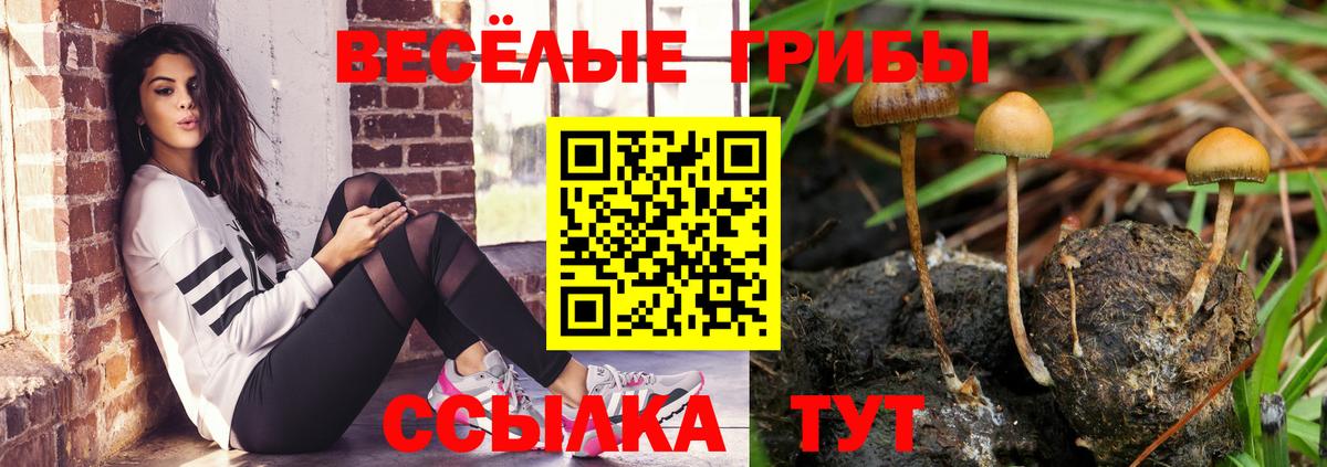 Псилоцибиновые грибы мицелий  Вход с VPN  Псков  Галлюциногенные грибы GOLDEN TEACHER 